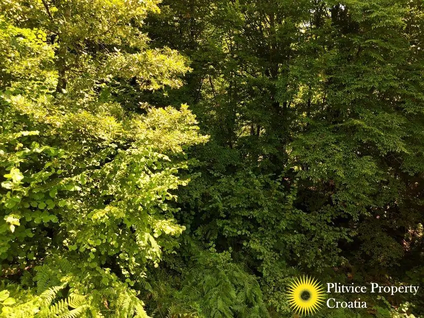 dji_fly_20240802_124648_0558_1723034386551_photo