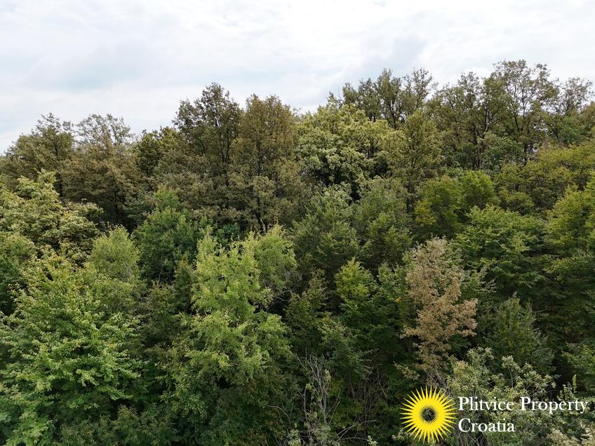 dji_fly_20240918_123738_0916_1726679275503_photo