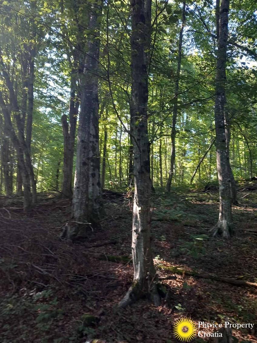 viber_slika_2024-12-30_11-21-26-781