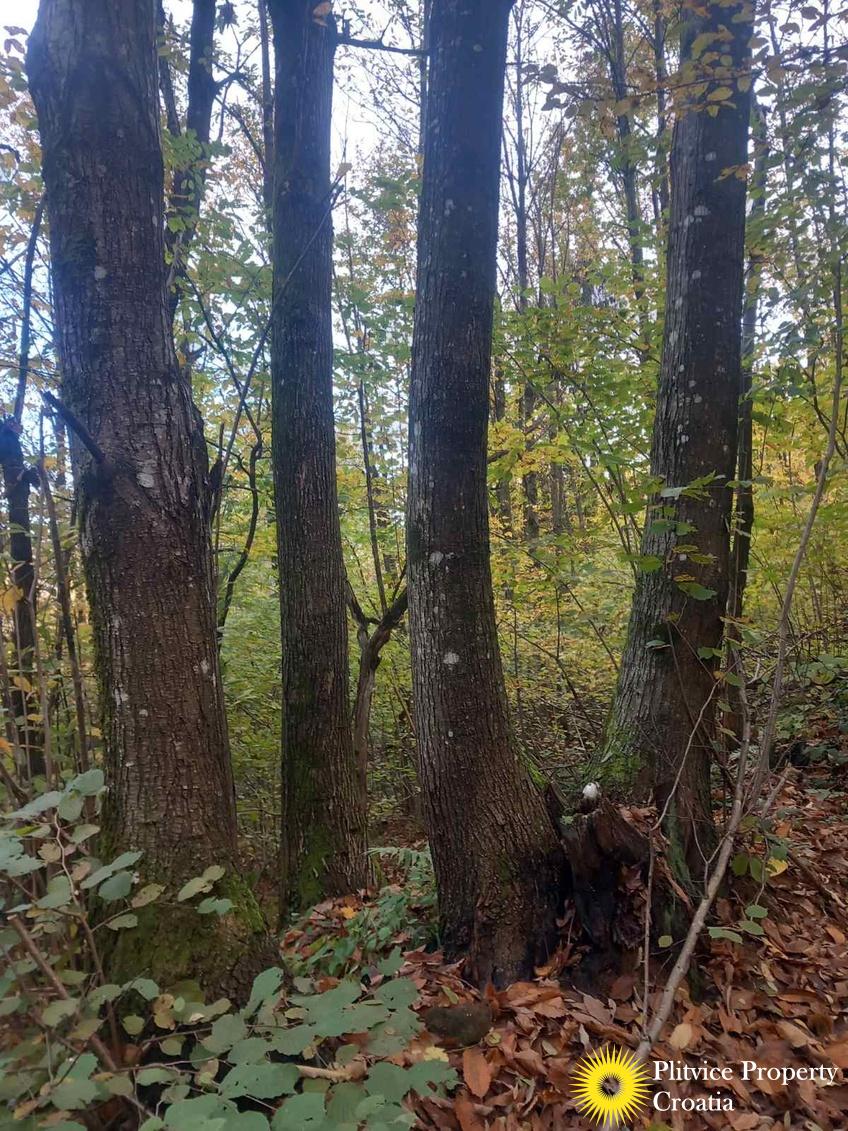 viber_slika_2025-10-25_14-41-10-159