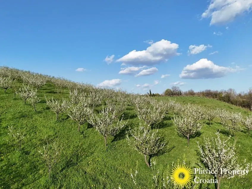 dji_fly_20250403_175342_0830_1743704719150_photo