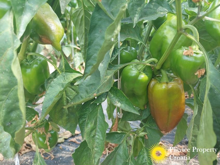 Tijek_IMG_20250710_122543_01_244