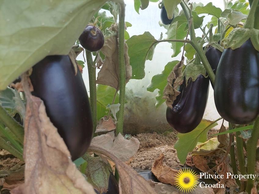 Tijek_IMG_20250710_122617_01_245