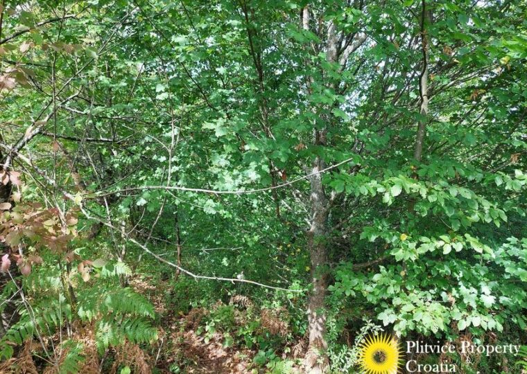 L057 photo 6